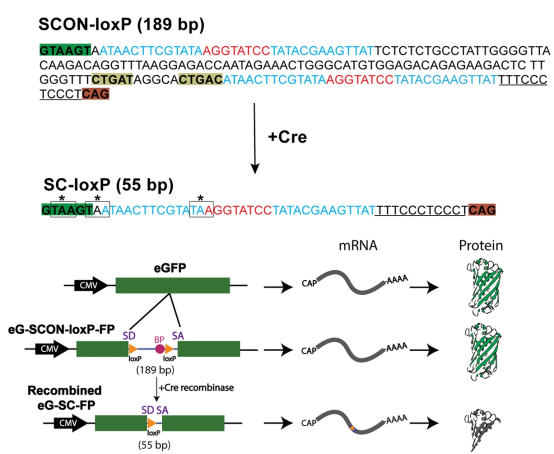 SCON Mechanism Diagram